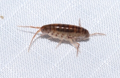 Notorchestia australis