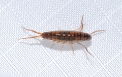 Notorchestia australis