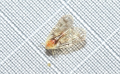 Saccharodite chrysonoe