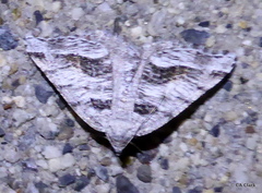 Digrammia pertinata