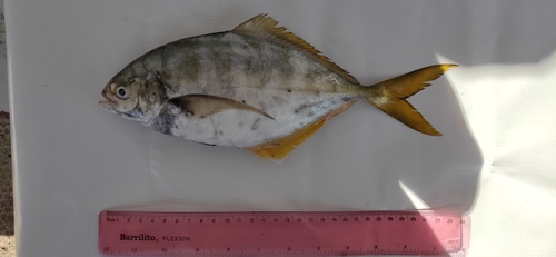 Bluntnose jack (Hemicaranx leucurus) — Carangidae — 2