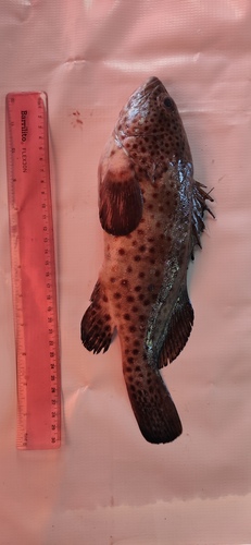 Cabrilla (Epinephelus analogus) — Serranidae — 4