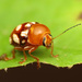 Escarabajos de Las Hojas - Photo (c) Katja Schulz, algunos derechos reservados (CC BY)