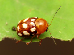 Cryptocephalus guttulatus