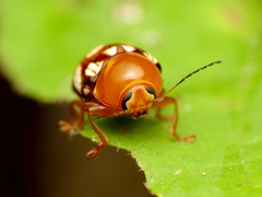 Cryptocephalus guttulatus