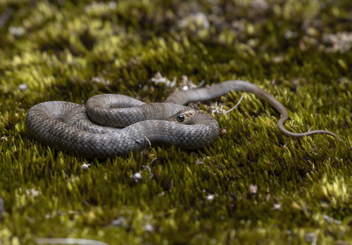 Eastern Brown Snake sighting