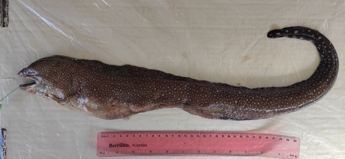 Spottail moray (Gymnothorax equatorialis) — Muraenidae — 3