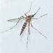 Aedes excrucians - Photo (c) Riley Walsh, osa oikeuksista pidätetään (CC BY-NC), lähettänyt Riley Walsh