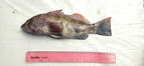Parrot sand bass (Paralabrax loro) — Serranidae — 4