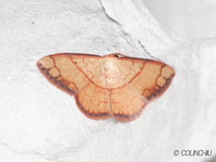 Pylargosceles steganioides