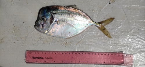 Jack (Selene peruviana) — Carangidae — 5