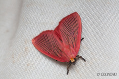 Arctioblepsis rubida