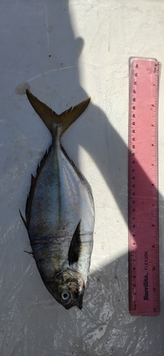 Bluntnose jack (Hemicaranx leucurus) — Carangidae — 5