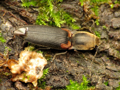 Athous scapularis