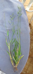 Urochloa mosambicensis