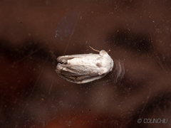 Niphopyralis