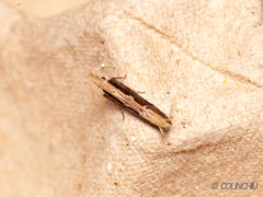 Hypatima spathota