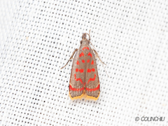 Dichomeris sandycitis