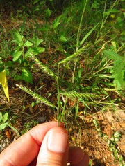 Urochloa mosambicensis