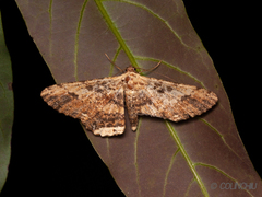 Ruttellerona pseudocessaria