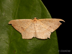Krananda falcata