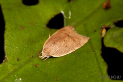 Scythropiodes