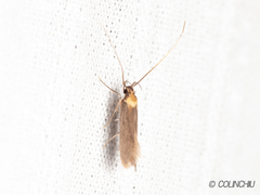 Tegenocharis tenebrans