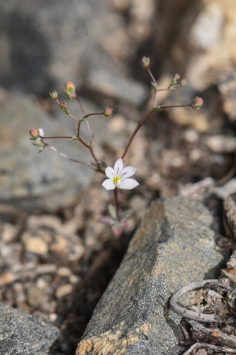Chimney Creek nemacladus (Nemacladus calcaratus)