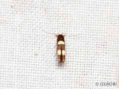 Stathmopoda paradiplaspis