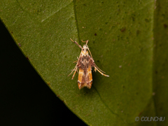 Ashibusa
