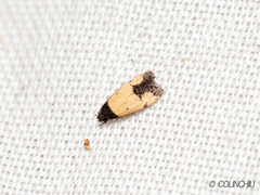 Tyrolimnas anthraconesa