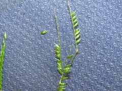 Urochloa mosambicensis