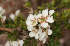 Leptospermum nitidum