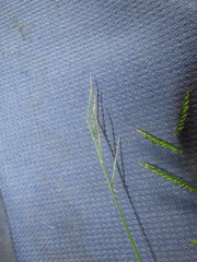 Urochloa mosambicensis