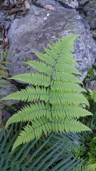 Amauropelta concinna