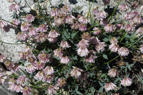 Dedecker's Clover (Trifolium dedeckerae)
