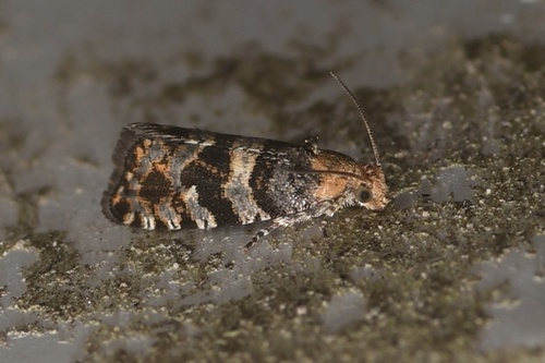 Paralobesia palliolana