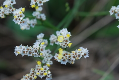 Limonium sinense