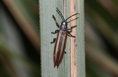 Eurispa vittata