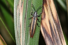 Eurispa vittata