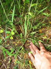 Urochloa mosambicensis