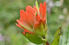 Castilleja litoralis