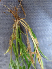Urochloa mosambicensis