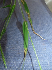 Urochloa mosambicensis