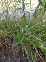 Lobelia anceps