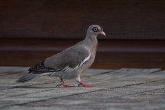 Patagioenas corensis