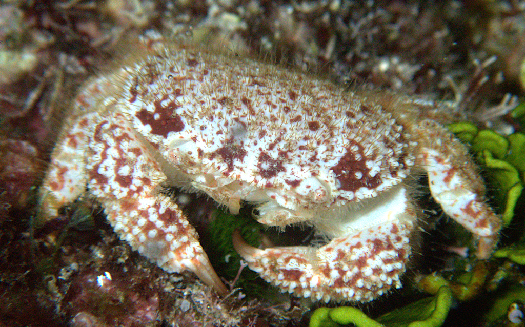Platypodia tomentosa