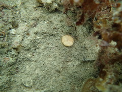 Coscinaraea mcneilli