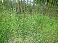 Urochloa mosambicensis