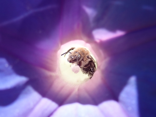 Bindweed Turret Bee photo 5